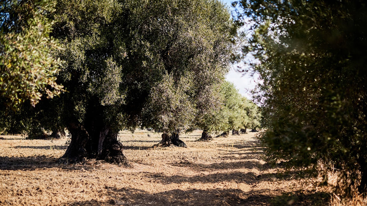Olive tree plantation of Varvaglione in Apulia